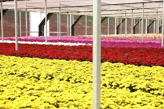 Venda de flores no Finados deve retomar ao patamar de 2019