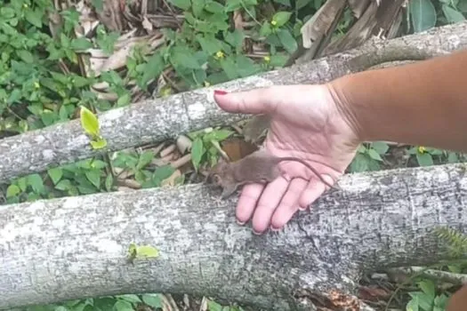 Cuíca-graciosa é resgatada no Parque Andreense