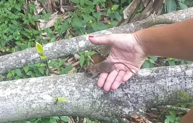 Cuíca-graciosa é resgatada no Parque Andreense