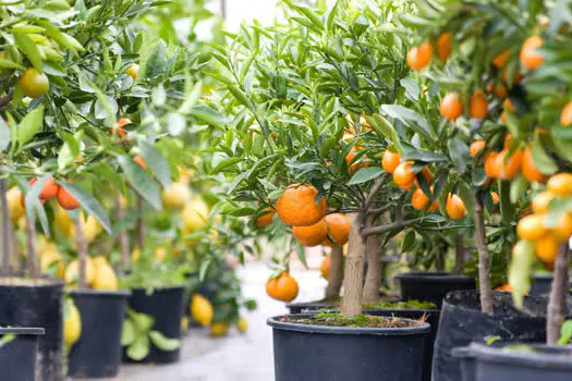 Sesc Avenida Paulista ensina como cultivar frutíferas em casa