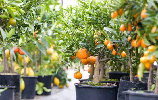 Sesc Avenida Paulista ensina como cultivar frutíferas em casa