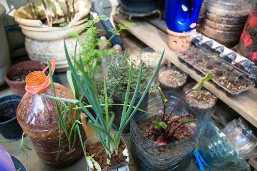 Escola de Ecologia de São Caetano promove curso gratuito de horta para pequenos espaços