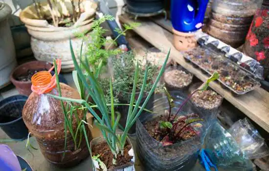 Escola de Ecologia de São Caetano promove curso gratuito de horta para pequenos espaços