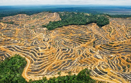 Advocacia Geral da União cobra R$ 1,3 bi de grandes desmatadores da Amazônia