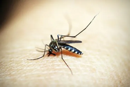 Brasil se aproxima de bater recorde anual de mortes por dengue