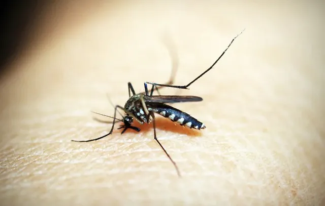 Brasil se aproxima de bater recorde anual de mortes por dengue