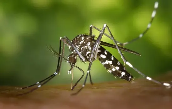 Casos de dengue têm aumento de 85% este ano; vírus se espalha pelo Sul do País