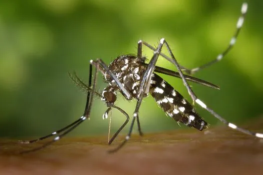 Casos de dengue crescem 43,9% no Brasil no início do ano