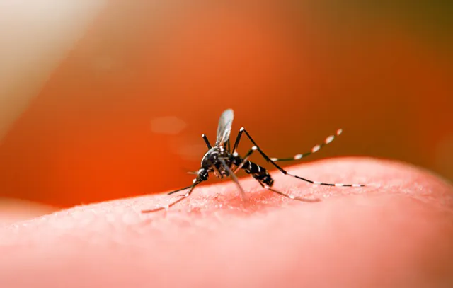 Cresce o número de casos de dengue no interior de São Paulo