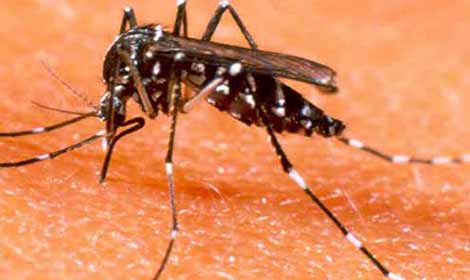 Campanha contra a dengue nos terminais metropolitanos