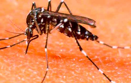 Mauá combate ao aedes aegypti com prevenção e orientação