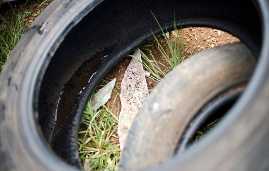 Quase mil cidades podem ter surto de dengue