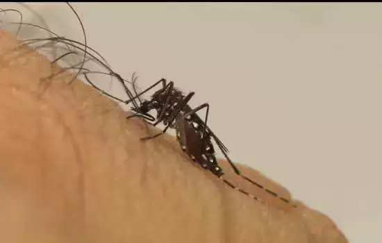 Mauá segue atuando no combate ao mosquito da dengue