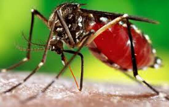 Casos suspeitos de dengue seguem em queda na região