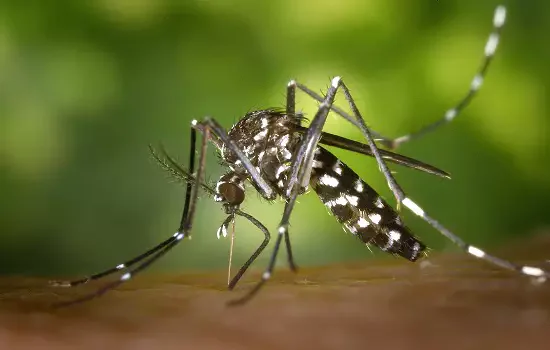 Casos de dengue caem 29