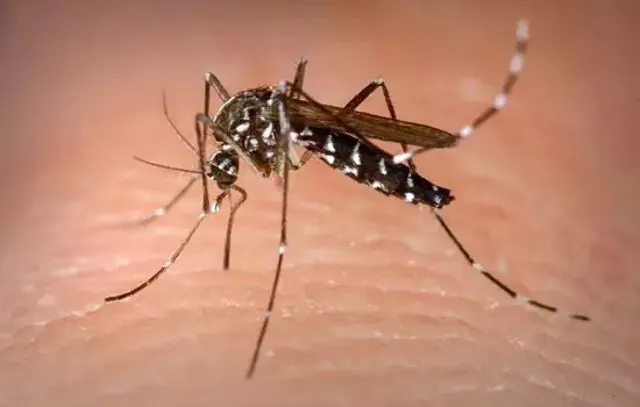 Escolas estaduais de São Bernardo aderem campanha de prevenção à Dengue