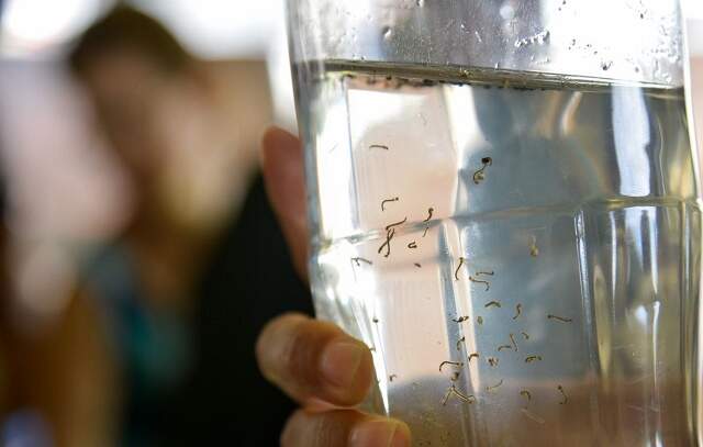 Infectologista alerta sobre o aumento no número de casos de dengue