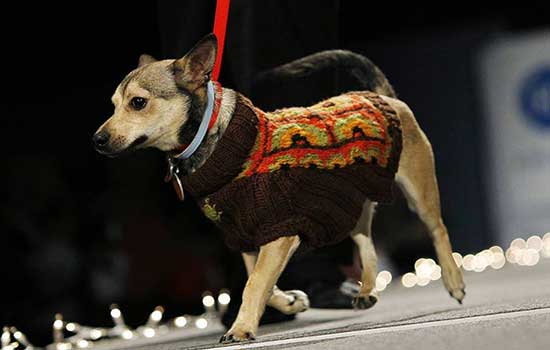 Anhanguera realiza Desfile de Moda PET em São Bernardo