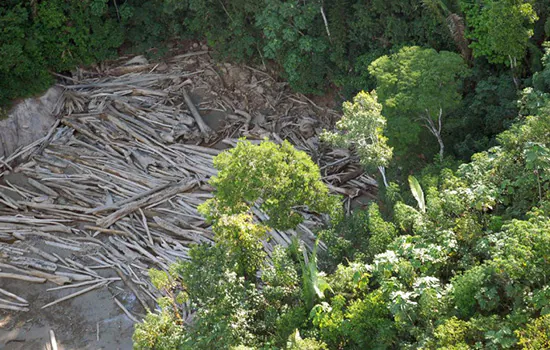 AGU vai à Justiça em busca de R$ 893 milhões de desmatadores da Amazônia