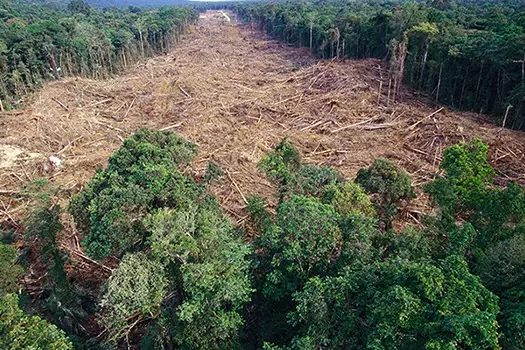 Amazônia perdeu área similar a 2 mil campos de futebol por dia, diz Imazon