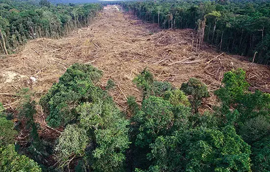 Amazônia perdeu área similar a 2 mil campos de futebol por dia