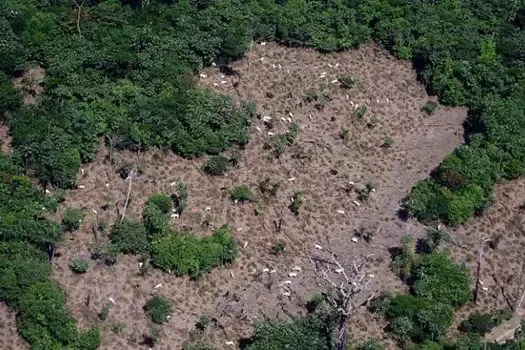 Desmate na Mata Atlântica cresce 66%, com alta anual em 15 Estados