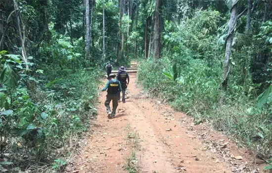 PF descobre 15 mil hectares de terra indígena desmatados e sob ação de grileiros