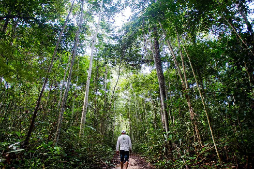 Ibama define combate ao desmatamento na Amazônia como prioridade