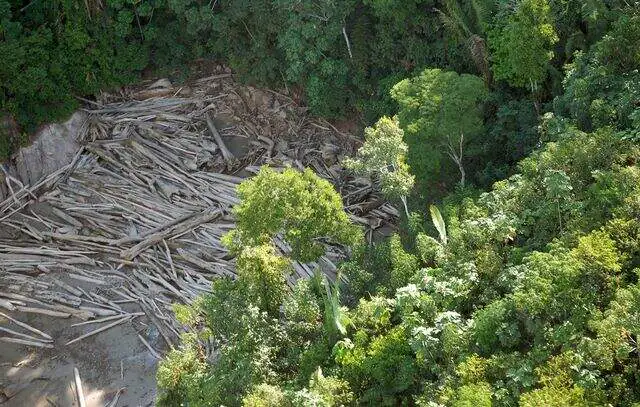 Amazônia teve em 2 anos destruição similar à temporada do ‘El Niño Godzilla’