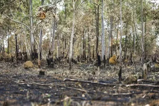 Desmatamento no Cerrado aumenta 83% em maio; destruição na Amazônia recua 10%