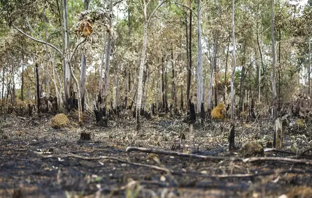 Desmatamento no Cerrado aumenta 83% em maio; destruição na Amazônia recua 10%