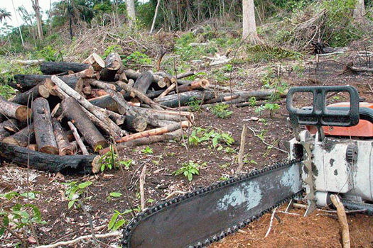 Desmatamento na Amazônia é comandado por redes criminosas, diz ONG