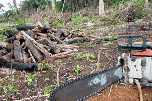 Desmatamento na Amazônia é comandado por redes criminosas, diz ONG