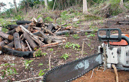 Desmatamento na Amazônia é comandado por redes criminosas