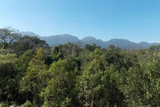 Minas, Bahia, Paraná e Santa Catarina lideram a derrubada da Mata Atlântica desde 2000