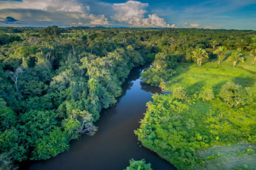 Contra o desmatamento, Verde Agritech propõe não vender fertilizante à Amazônia