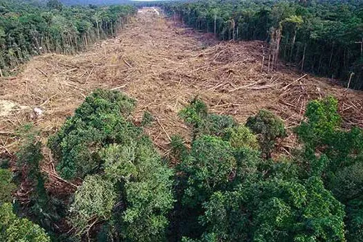 ONGs e agronegócio formam coalizão inédita contra o desmatamento