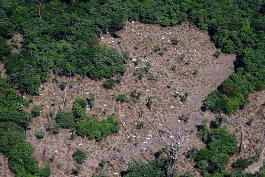 Desmate na Amazônia voltou a subir, apontam dados do Inpe