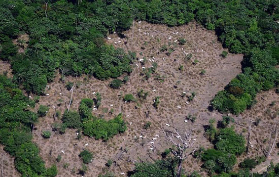 Desmate na Amazônia voltou a subir