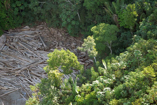 Desmatamento na Amazônica registrou queda de 19% em novembro