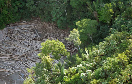 Desmatamento na Amazônica registrou queda de 19% em novembro