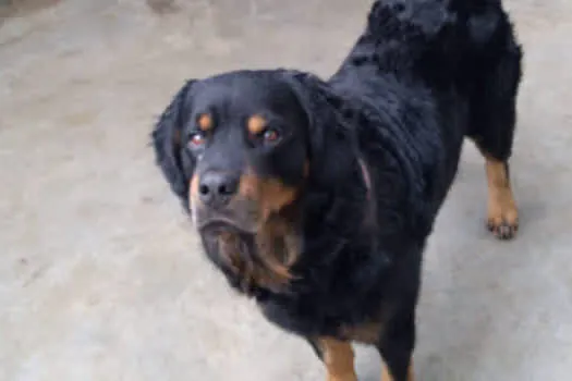 Departamento ambiental de Ribeirão Pires está doando Rottweiler