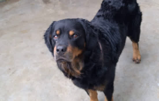 Departamento ambiental de Ribeirão Pires está doando Rottweiler