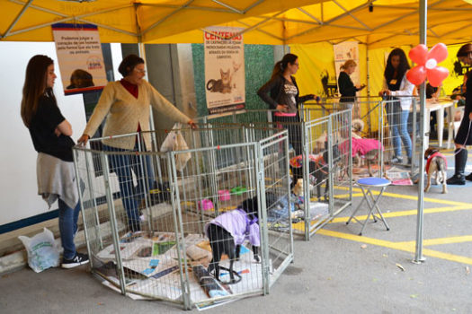 Feira de Adoção na sede da OAB neste sábado