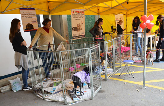 Feira de Adoção na sede da OAB neste sábado