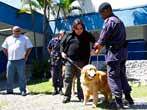 GCM de São Caetano treina e entrega cão-guia a deficiente visual