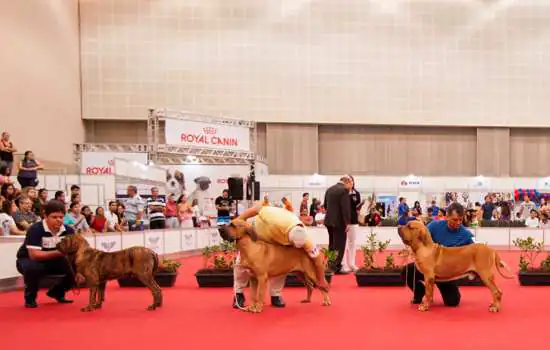 São Paulo recebe maior evento de cães do mundo