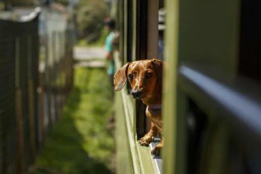 Domingo tem evento para pets e tutores no Trem Republicano