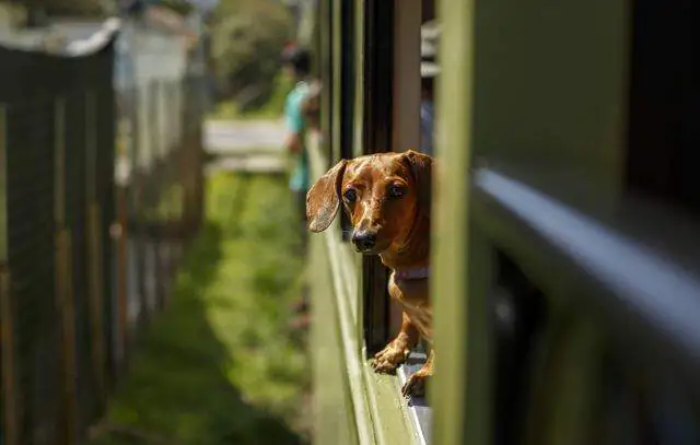 Domingo tem evento para pets e tutores no Trem Republicano