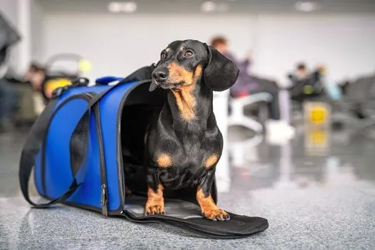 Emissão de certificação online passa a valer para viagens com pets à Europa